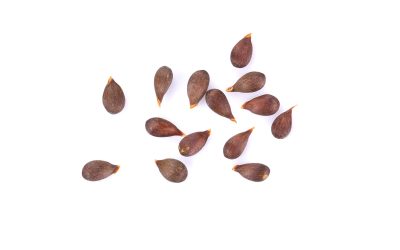 Week by Week 7 Week 5 – Apple Seed