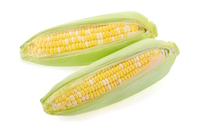 Week by Week 10 Week 24 – Ear of Corn
