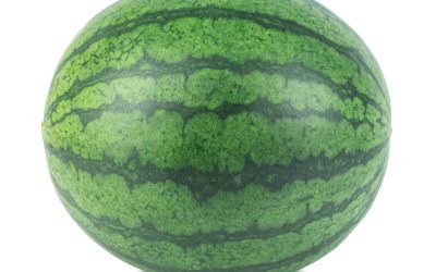 Week by Week 16 Week 40 – Watermelon